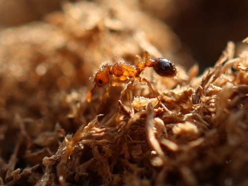 Tropical Pavement Ant — 7
