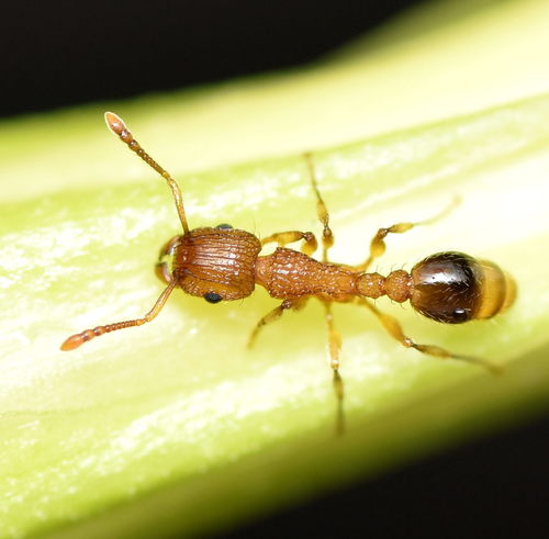 Tropical Pavement Ant — 9