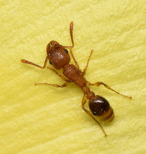 Tropical Pavement Ant — 10