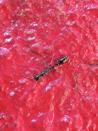Tetraponera allaborans — 3