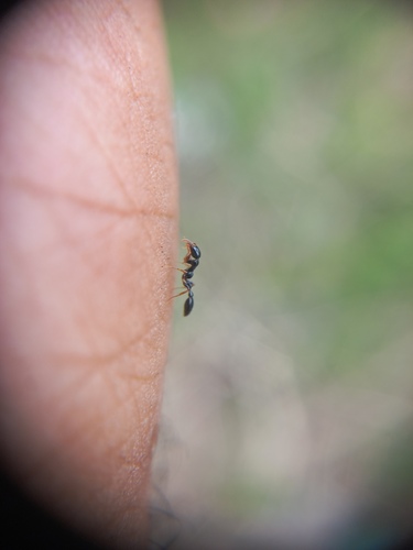 Tetraponera allaborans — 6