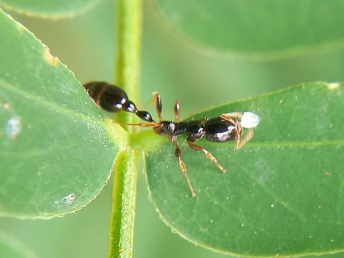 Tetraponera allaborans — 7