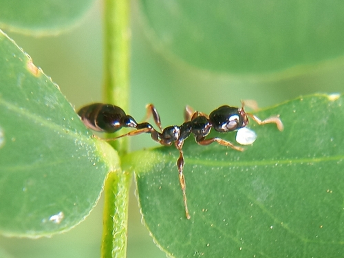 Tetraponera allaborans — 8