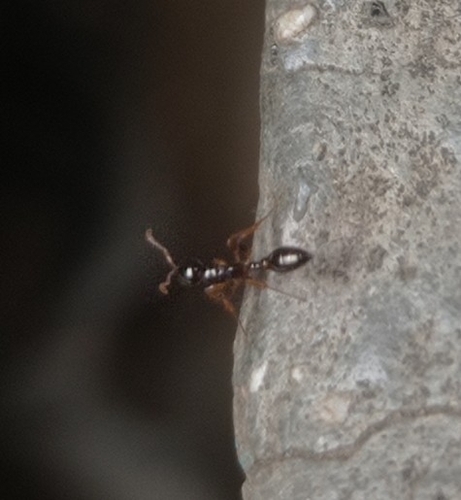 Tetraponera allaborans — 9