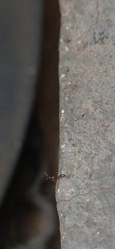 Tetraponera allaborans — 10