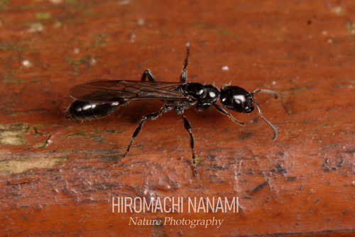 Tetraponera attenuata — 1