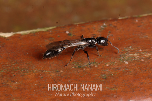 Tetraponera attenuata — 2