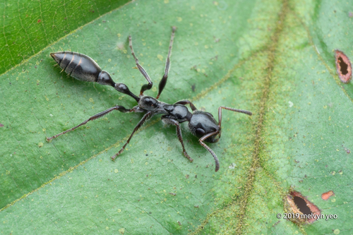 Tetraponera attenuata — 3