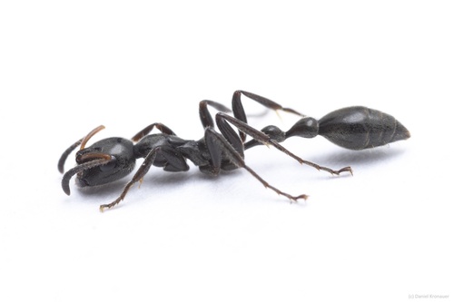 Tetraponera attenuata — 5