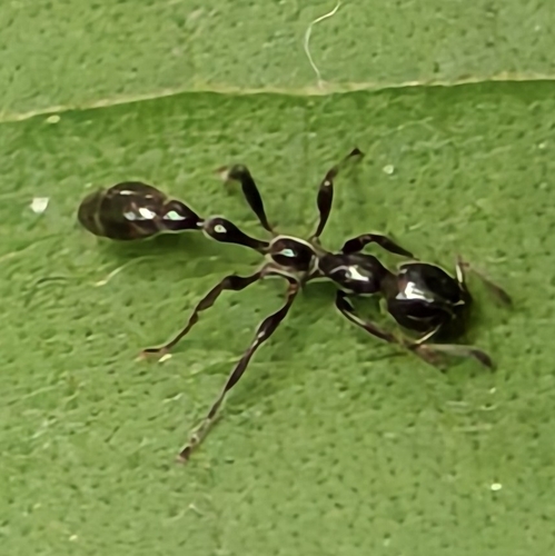 Tetraponera attenuata — 8
