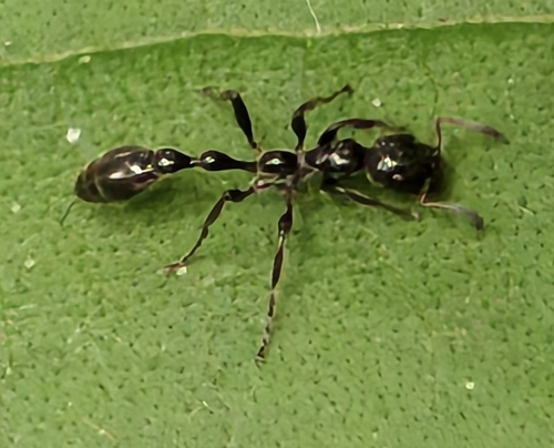 Tetraponera attenuata — 9