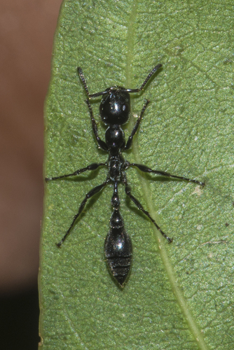 Tetraponera attenuata — 10