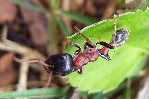 Arboreal Bicoloured Slender Ant — 2