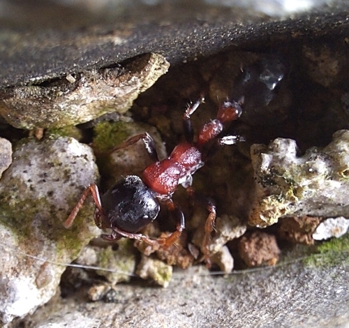 Arboreal Bicoloured Slender Ant — 3