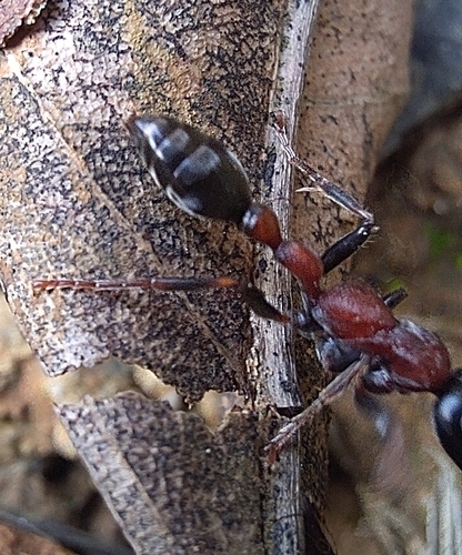 Arboreal Bicoloured Slender Ant — 4