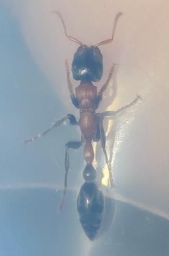 Arboreal Bicoloured Slender Ant — 5