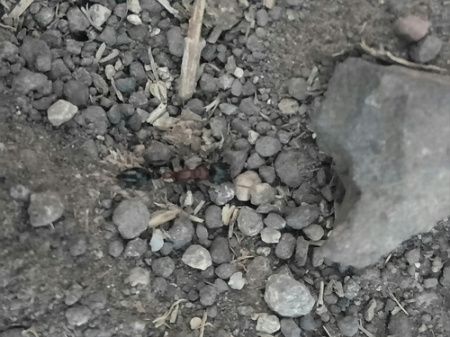 Arboreal Bicoloured Slender Ant — 10