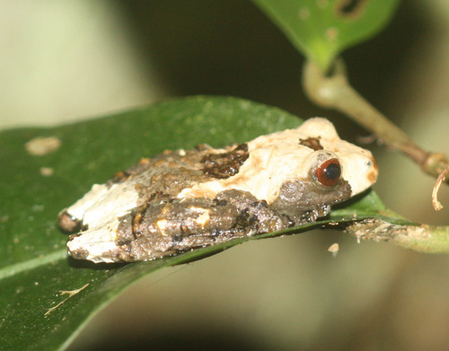 Spotted Mossy Frog — 1