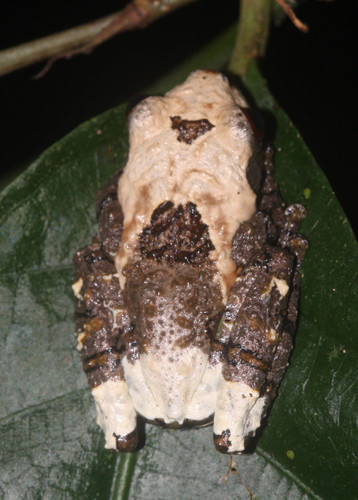 Spotted Mossy Frog — 3