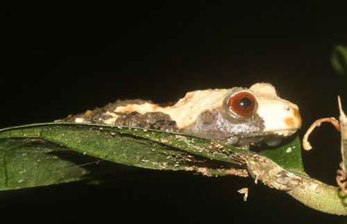 Spotted Mossy Frog — 5