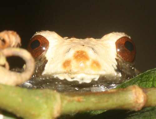 Spotted Mossy Frog — 6