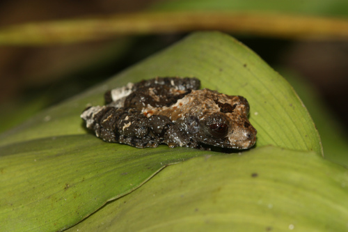 Spotted Mossy Frog — 7