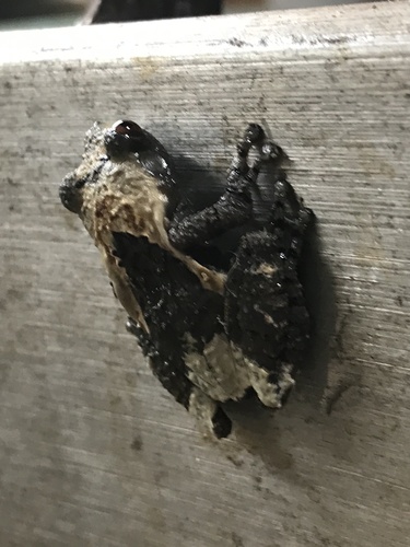 Spotted Mossy Frog — 9