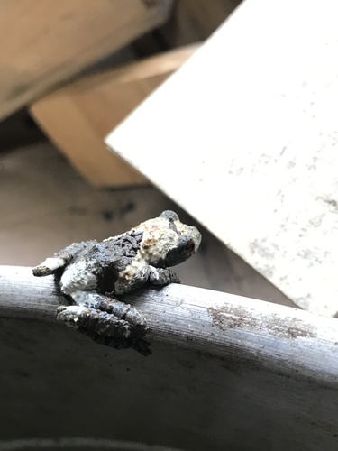Spotted Mossy Frog — 10