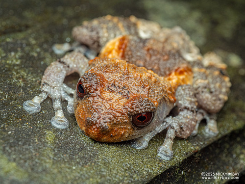 Grenouille caca-d'oiseau — 3