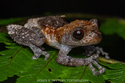 Grenouille caca-d'oiseau — 4