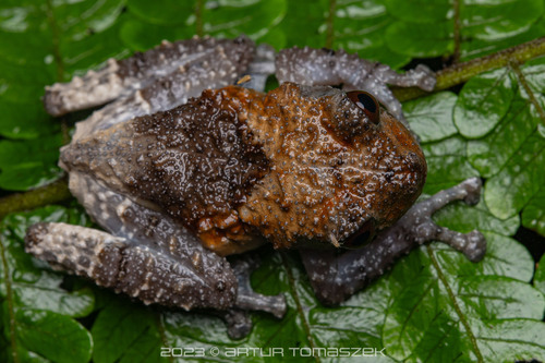 Grenouille caca-d'oiseau — 5