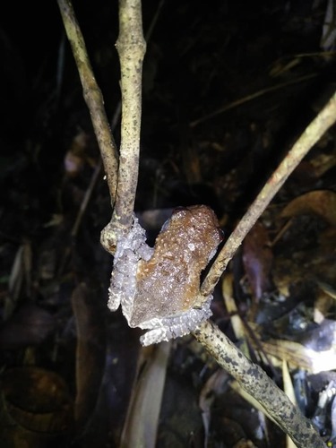 Grenouille caca-d'oiseau — 6