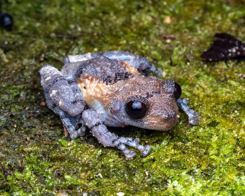 Grenouille caca-d'oiseau — 7