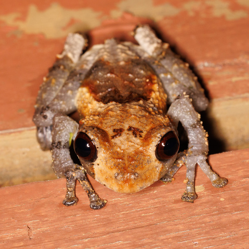 Grenouille caca-d'oiseau — 8