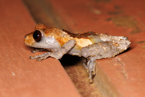 Grenouille caca-d'oiseau — 9