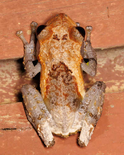 Grenouille caca-d'oiseau — 10