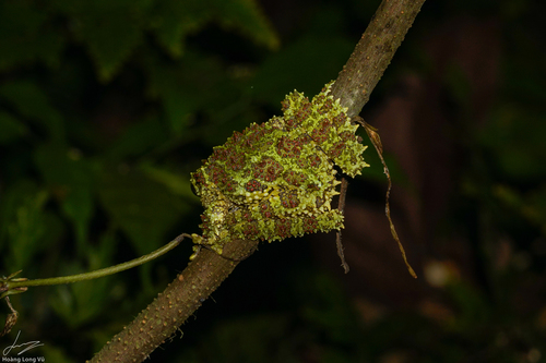 Vietnamese Mossy Frog — 4
