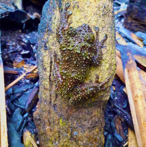 Vietnamese Mossy Frog — 6