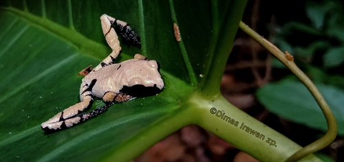 Smooth Mossy Frog — 1