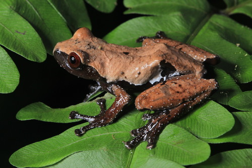 Smooth Mossy Frog — 4