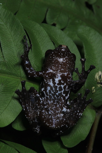 Smooth Mossy Frog — 5