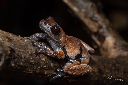 Smooth Mossy Frog — 7
