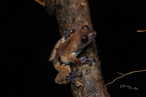 Smooth Mossy Frog — 8