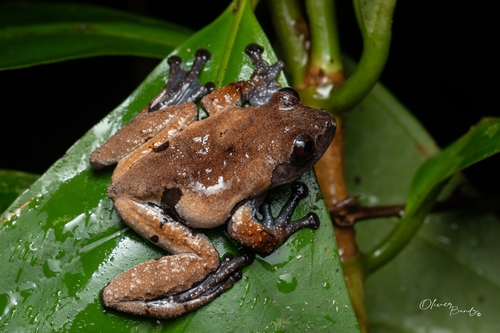 Smooth Mossy Frog — 9