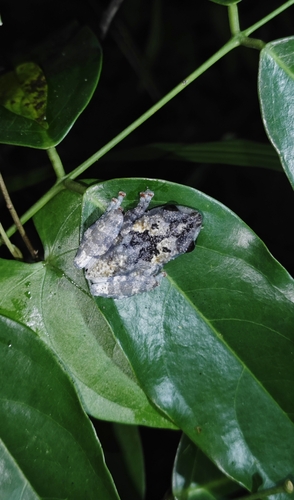 Theloderma étoilé — 7