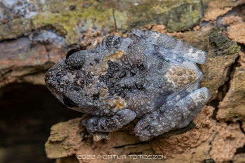 Theloderma étoilé — 9