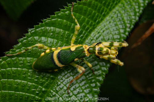 Asian Banded Flower Mantis — 2