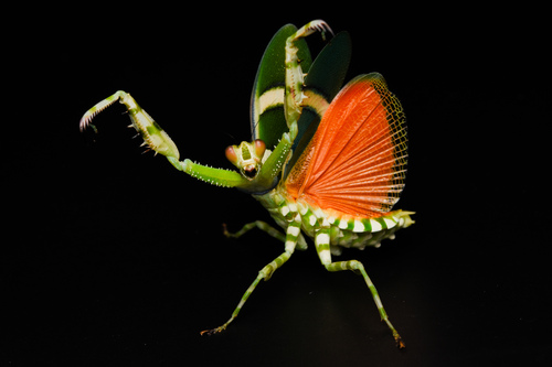 Asian Banded Flower Mantis — 4