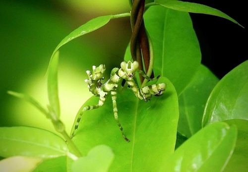 Asian Banded Flower Mantis — 5