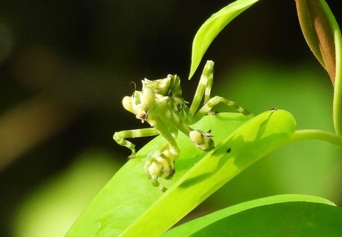 Asian Banded Flower Mantis — 6